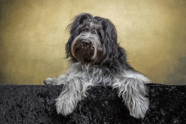 Hollanda Çoban Köpeğinin Kapanışı Schapendos — Stok fotoğraf