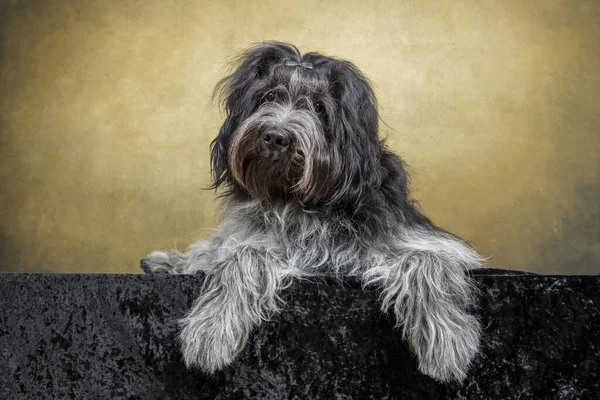 Närbild Holländska Sheepdog Schapendo — Stockfoto