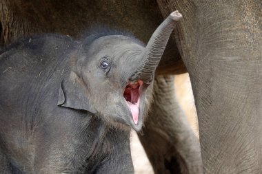 Asya Fili (Elephas maximus) şirin baldır portresi