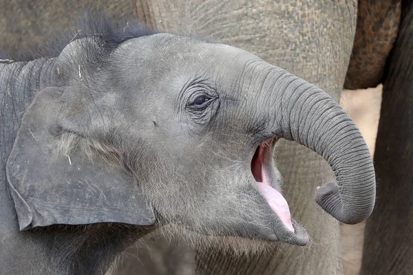 Asian Elephant Elephas Maximus Cute Calf Portrait — Stock Photo, Image