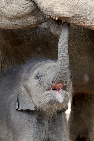 Elefante Asiático Elephas Maximus Lindo Retrato Ternera — Foto de Stock