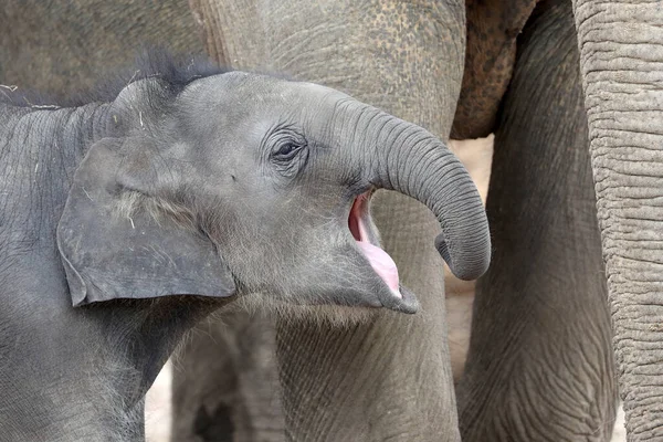 Ázsiai Elefánt Elephas Maximus Aranyos Borjú Portré — Stock Fotó