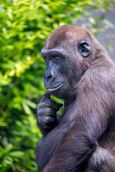 Close Portret Van Een Jonge Man Western Lowland Gorilla — Stockfoto