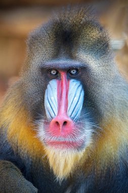 Mandrill erkeklerinin vahşi portresi