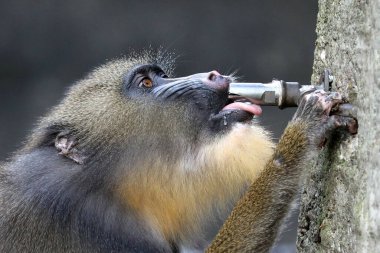 Mandrill, Mandrillus sfenks içme suyu