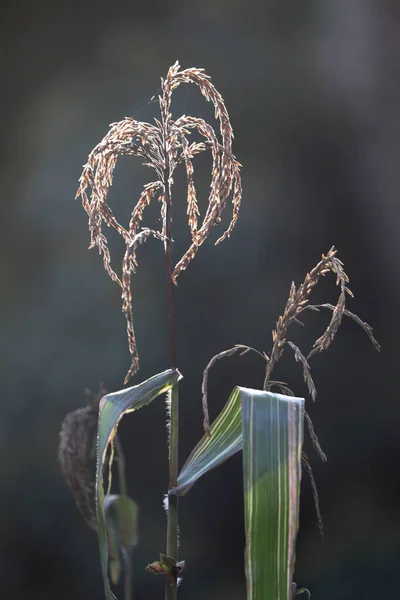 Maïs Mûrissant Sur Fond Flou — Photo