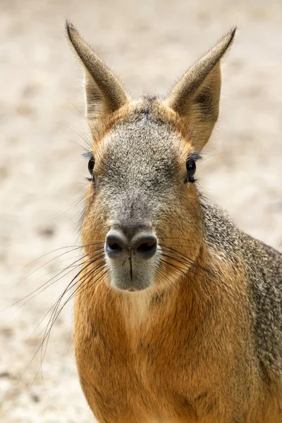 Closeup Portrait Mara Large Rodent — Stock Photo, Image