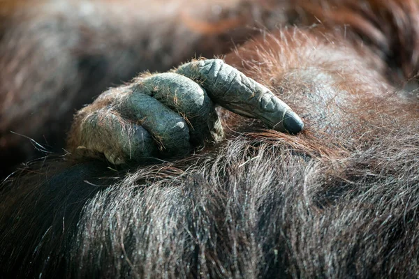 Zbliżenie Bornean Orangutan Ręce — Zdjęcie stockowe