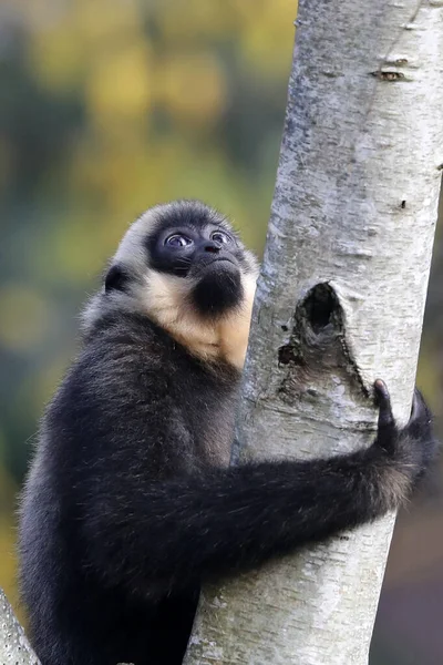 Gulkindad Gibbon Klättring Träd — Stockfoto