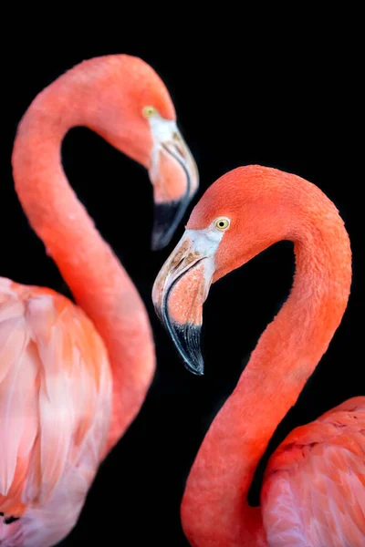 Close View Flamingo Couple Wild Nature — Stock Photo, Image