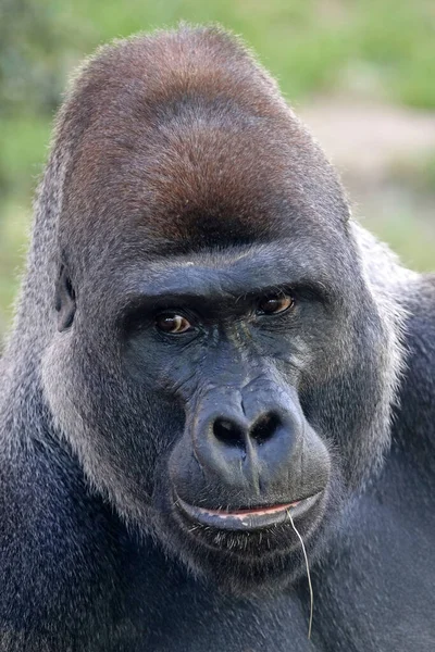 Nahaufnahme Des Westlichen Flachlandgorillas — Stockfoto