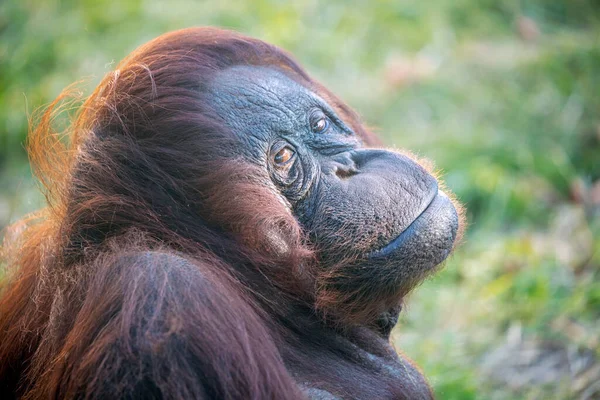 Porträtt Bornean Orangutan Vild Natur — Stockfoto