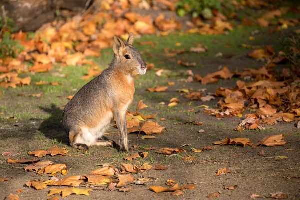 Nahaufnahme Porträt Eines Mara Großen Nagetiers — Stockfoto