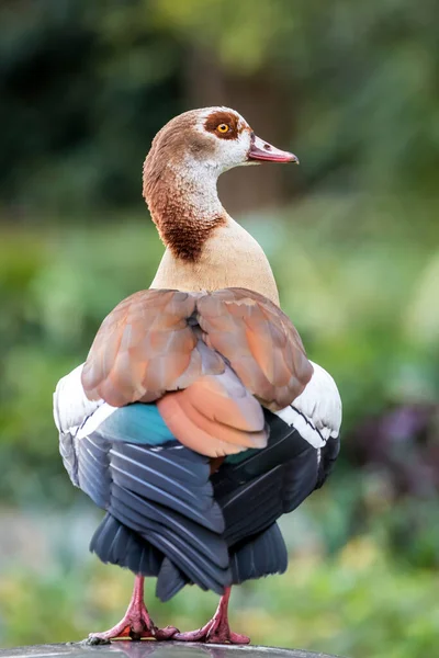 Ganso Egipcio Alopochen Aegyptiaca Con Plumaje Colorido Raro — Foto de Stock