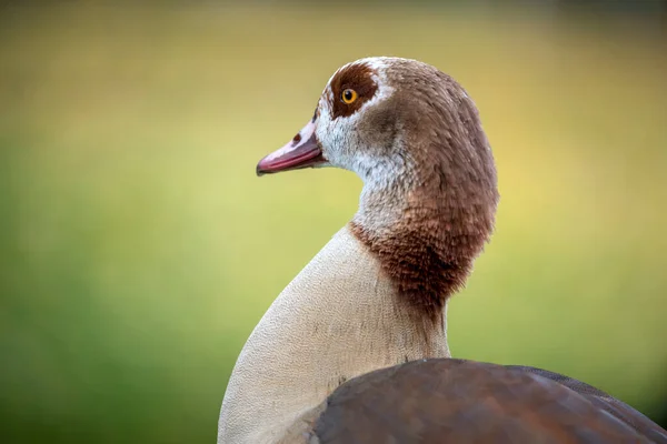 Ganso Egipcio Alopochen Aegyptiaca Con Plumaje Colorido Raro — Foto de Stock