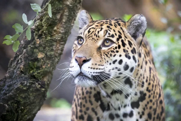 Retrato Jaguar Habitat Natural — Fotografia de Stock