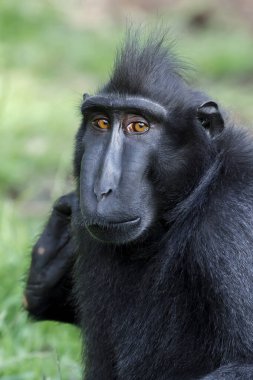 doğada siyah makak (macaca nigra).
