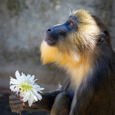 Mandrill maymunu ve Dahlia çiçeği, görüntüyü kapatın.