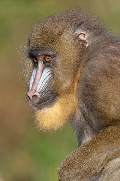 Hombre Mono Mandrill Vista Cerca —  Fotos de Stock