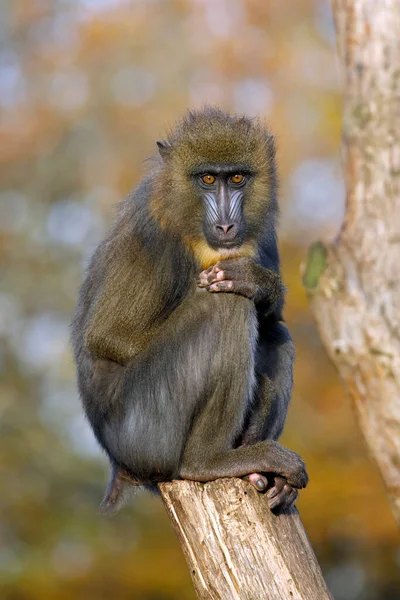 Vacker Mandrill Apa Närbild — Stockfoto