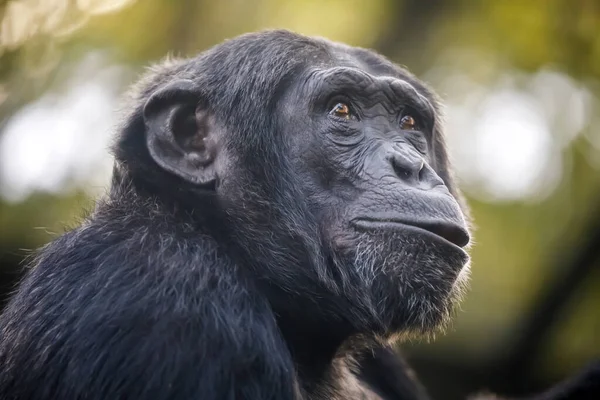 Chimpanzé Pan Troglodytes Masculino Close Retrato — Fotografia de Stock