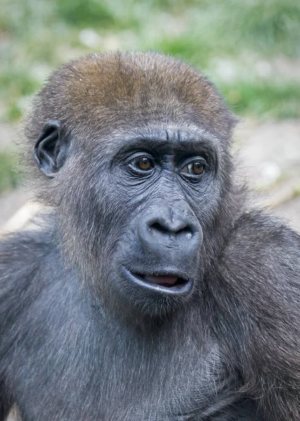 Batı Ovasındaki Genç Bir Gorilin Yakın Portresi — Stok fotoğraf