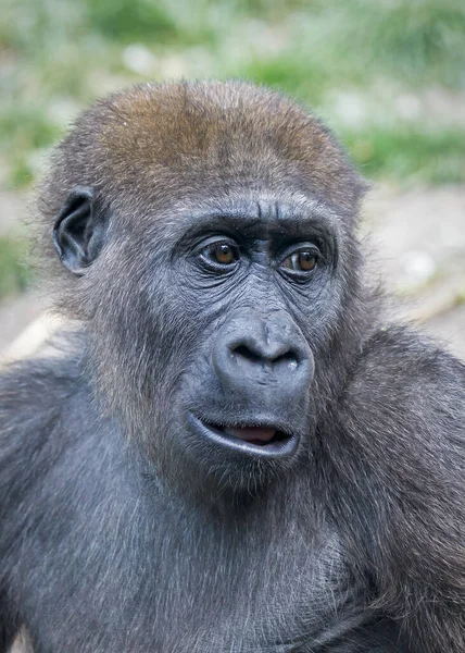 Zbliżenie Portret Młodej Kobiety Western Lowland Gorilla — Zdjęcie stockowe