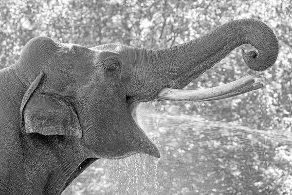 Elefante Asiático Jugando Con Agua — Foto de Stock