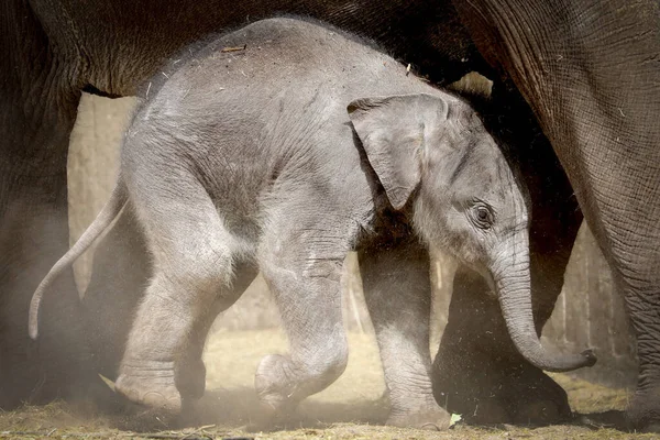 Small Asian Elephant Mother Natural Habitat — Stock Photo, Image