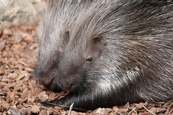 African Crested Porcupines Hystrix Cristata — 스톡 사진