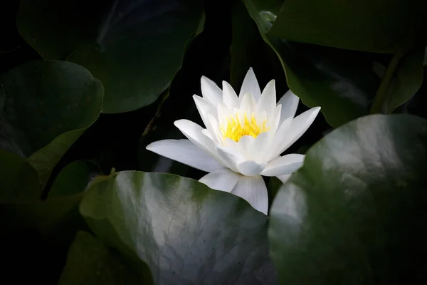 White Waterlily Water Close View — Stock Photo, Image