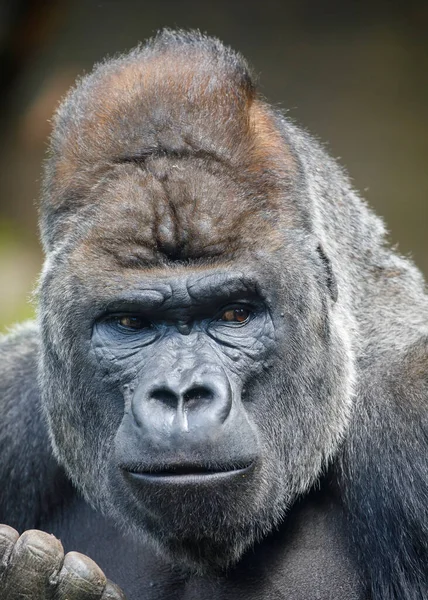 Western Lowland Silverback Gorilla Vista Cerca — Foto de Stock