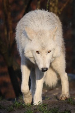 White Hudson Bay wolf (Canis lupus hudsonicus) beautiful view clipart