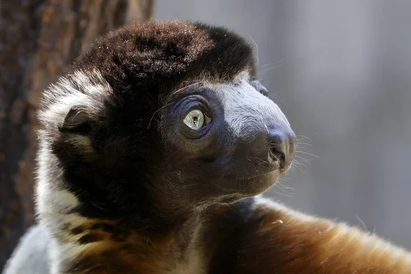 Close Uitzicht Van Kleine Schattige Gekroonde Sifaka Propithecus Coronatus — Stockfoto