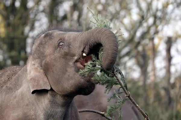 Close Uitzicht Van Aziatische Olifant — Stockfoto