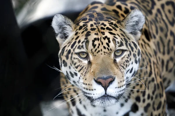 Ritratto Della Jaguar Panthera Onca Habitat Naturale — Foto Stock