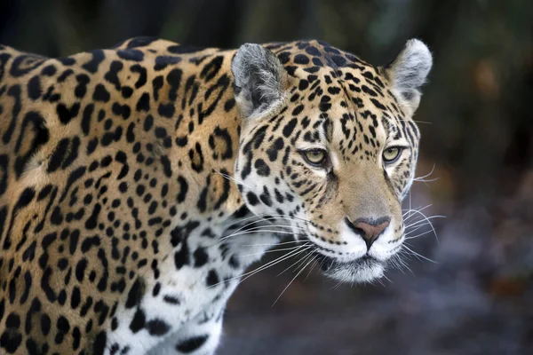 Portrait Jaguar Dans Habitat Naturel — Photo