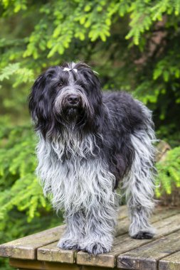 Hollandalı bir çoban köpeğinin yakın plan portresi 