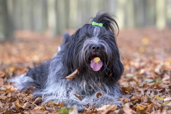 Close Portret Van Een Nederlandse Herdershond — Stockfoto