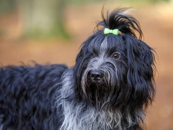 Primo Piano Ritratto Cane Pastore Olandese — Foto Stock