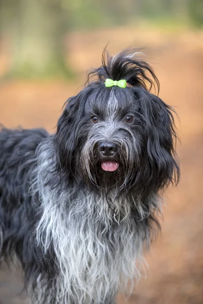 Nahaufnahme Porträt Eines Holländischen Schäferhundes — Stockfoto