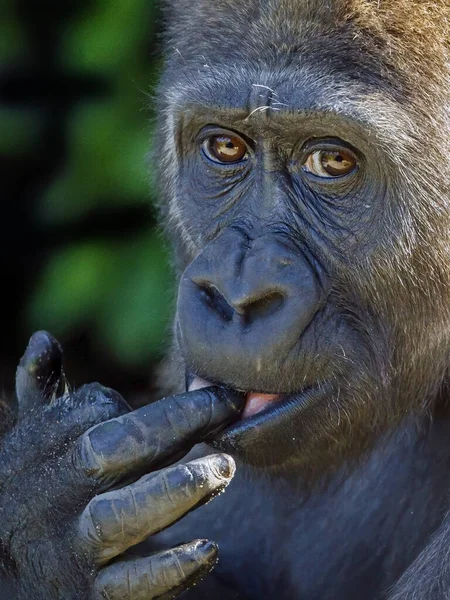 Porträtt Västra Lowland Gorilla — Stockfoto