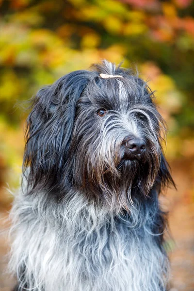 Detailní Portrét Holandského Ovčáckého Psa — Stock fotografie