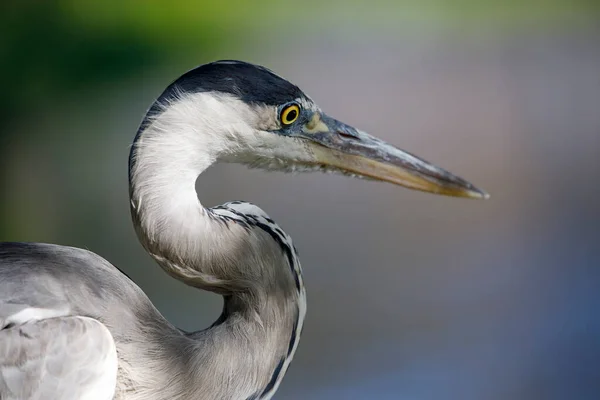 Grijze Reiger Vogel Natuurlijke Habitat — Stockfoto