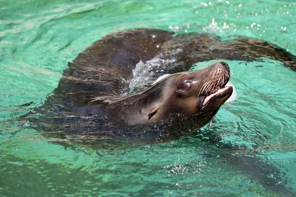 California Sea Lion Zalophus Californianus Retrato Cerca — Foto de Stock