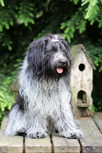 Nahaufnahme Porträt Eines Holländischen Schäferhundes — Stockfoto