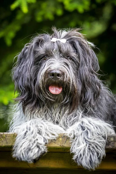 Detailní Portrét Holandského Ovčáckého Psa — Stock fotografie
