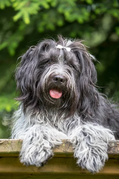 Close Portret Van Een Nederlandse Herdershond — Stockfoto