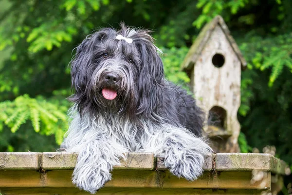 Primo Piano Ritratto Cane Pastore Olandese — Foto Stock