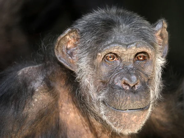 Close up of Black Chimpanzee — Stock Photo, Image